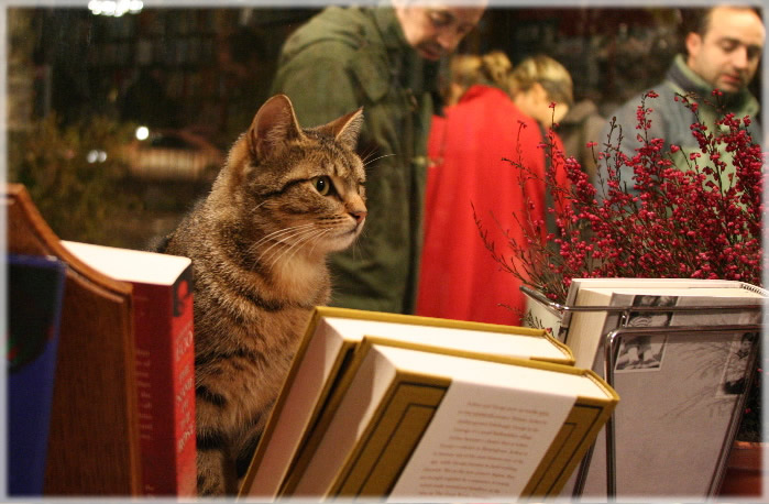 All photos copyright &copy; Eric Francis. All rights reserved.