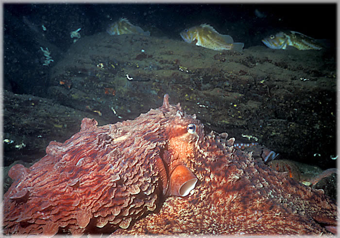 All photos copyright &copy; Eric Francis. All rights reserved.