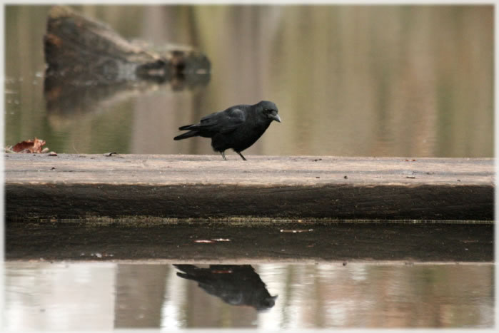 All photos copyright &copy; Eric Francis. All rights reserved.