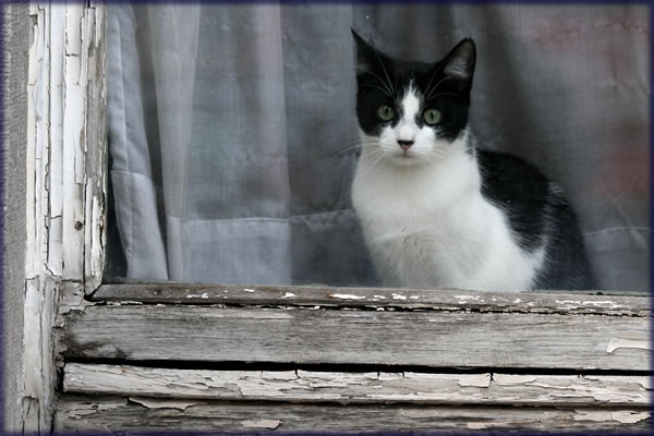 All photos copyright &copy; Eric Francis. All rights reserved.