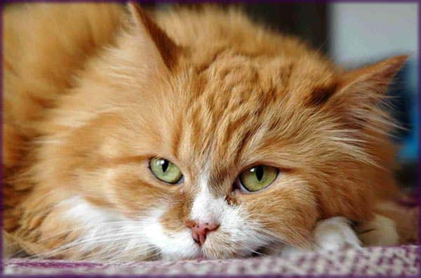 All photos copyright &copy; Eric Francis. All rights reserved.