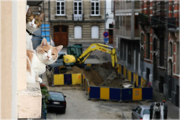 All photos copyright &copy; Eric Francis. All rights reserved.