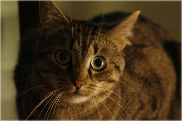 All photos copyright &copy; Eric Francis. All rights reserved.