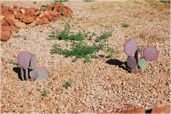 All photos copyright &copy; Eric Francis. All rights reserved.