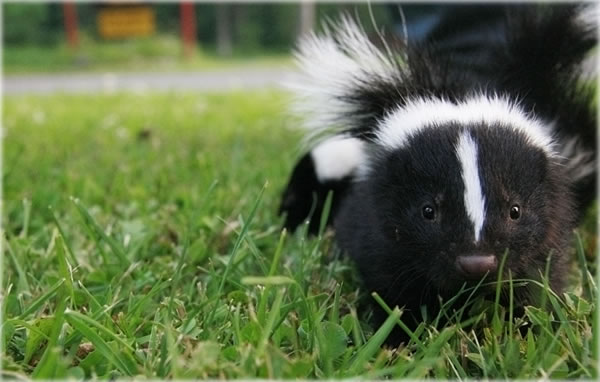 All photos copyright &copy; Eric Francis. All rights reserved.