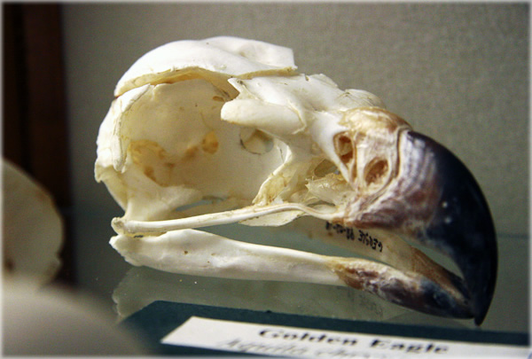 All photos copyright &copy; Eric Francis. All rights reserved.