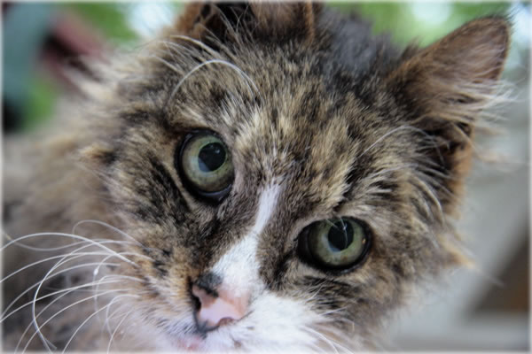 All photos copyright &copy; Eric Francis. All rights reserved.