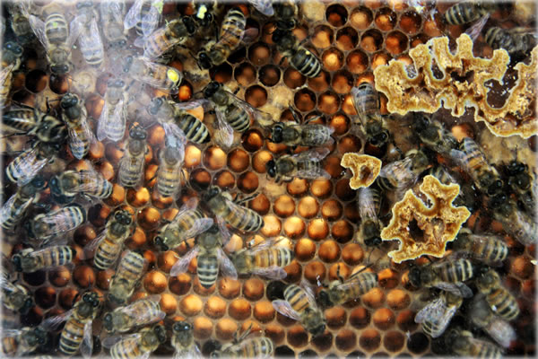 All photos copyright &copy; Eric Francis. All rights reserved.