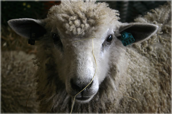 All photos copyright &copy; Eric Francis. All rights reserved.