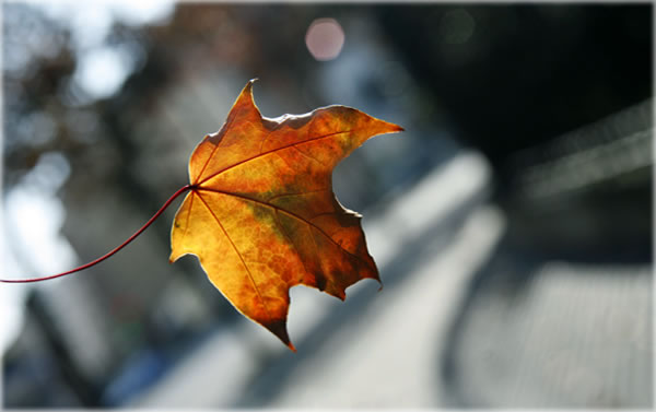 All photos copyright &copy; Eric Francis. All rights reserved.